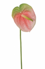 Anthurium Spray 77cm